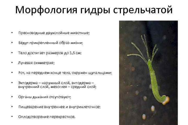 Кракен нар